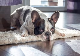 Can FHA laws protect New Yorkers from pet restrictions?