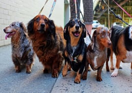 For the dogs: The 20 most pet-friendly cities in America, ranked