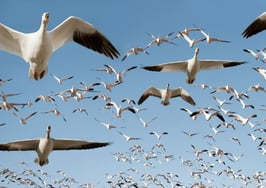 Reports of 'Great Migration' may be greatly exaggerated, new study says