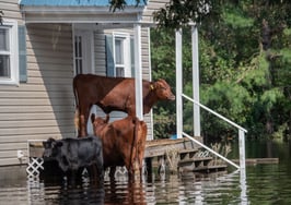 After Redfin offered flood-risk tool, buyers took heed
